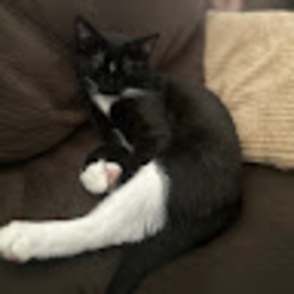 Meet your Posher, Mahan - Picture 1 of 1